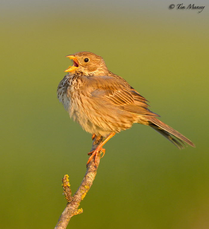 Calling Corn Bunting 2012